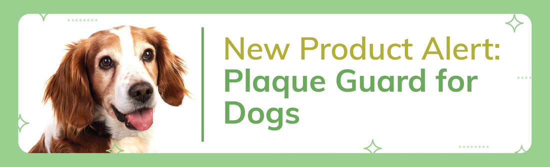 New Product Alert: Lillidale’s Plaque Guard for Dogs Is Coming to the UAE!