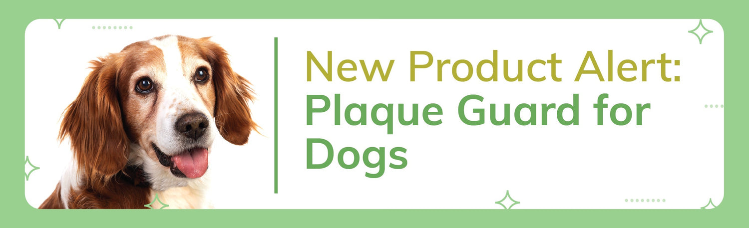 New Product Alert: Lillidale’s Plaque Guard for Dogs Is Coming to the UAE!